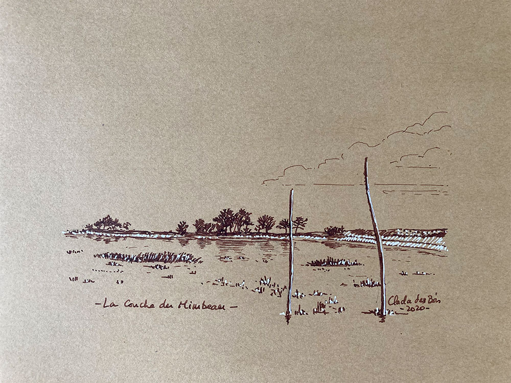 Dessin Conche Mimbeau Cap Ferret