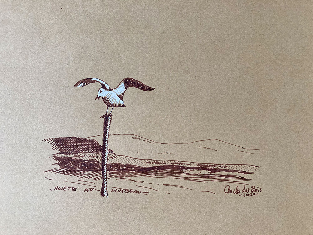 Dessin Mouette Mimbeau Cap Ferret